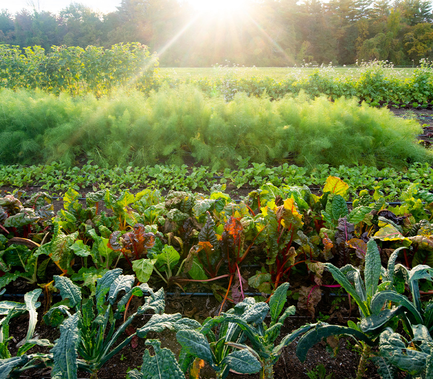 field of vegetables at sunset